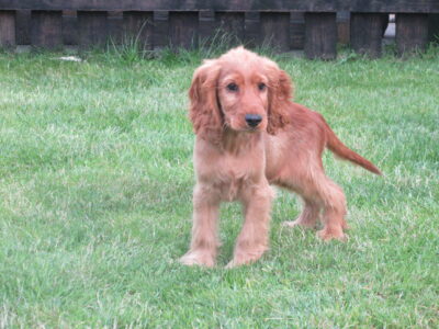 Cocker Spaniel Puppies for Sale in Carlow