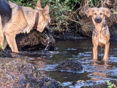 Playful Crossbreed Puppies in Kerry
