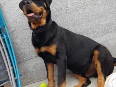 Rottweiler Puppies in Galway – Family Friendly