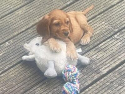 Cocker Spaniel Puppies for Sale in Enniscorthy