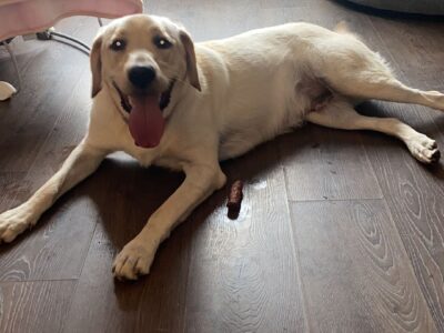 Labrador for sale in Donegal – Active pup
