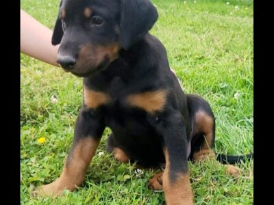 Ikc Registered Doberman Puppies in Nenagh