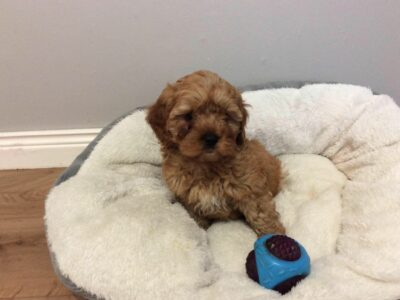 Cavapoo Puppies for Sale Near Clones – Red