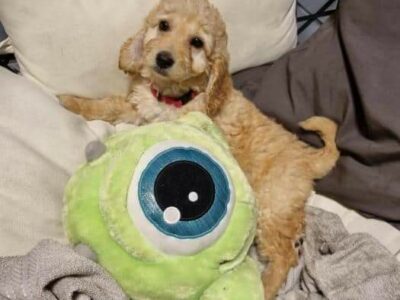 Cockapoo Puppies for Sale in D24RD60