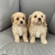 Cavachon puppies for sale