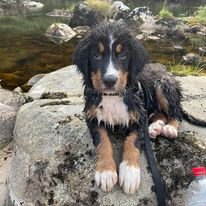 burnese mountain dog for sale