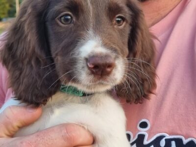 IKC Springer Spaniels for Sale in Tipperary