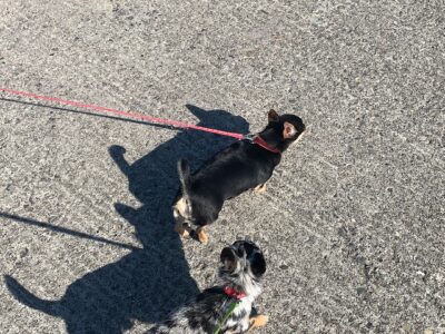 Blue Fawn Chihuahua in Ayrfield – Playful Pup!