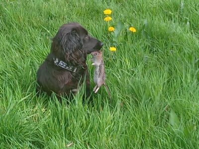 Cocker Spaniel for Sale in Ballyhaunis – Playful
