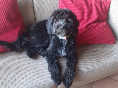 Cock-a-tzu in Killybegs – Friendly Companion