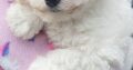 Bichon Frise Puppy for sale