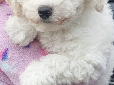 Playful Bichon Frise Puppy for Sale in Dublin