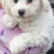 Bichon Frise Puppy for sale