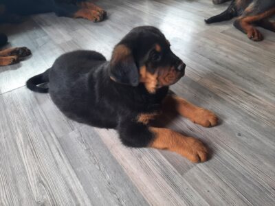 Rottweiler Puppies for Sale in Dunmore