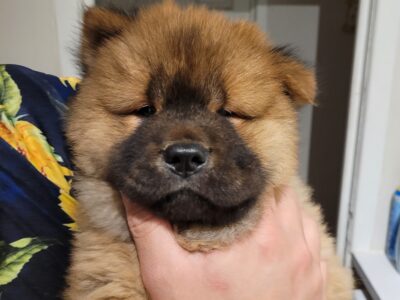 Chow Chow Puppies for Sale in Louth – IKC Registered