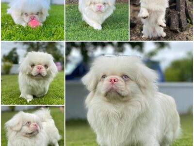 Pekingese Puppies for Sale in Claremorris