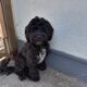 Cock-a-tzu pup for sale