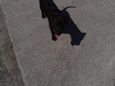 Terrier Puppies for Sale in Mayo/Sligo