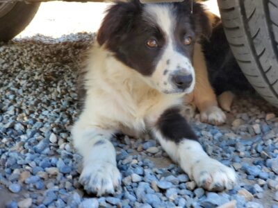 Blue Merle Collie Puppies for Sale in Callan