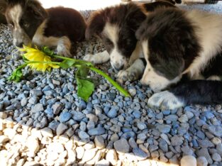 Working colie pups (blue merle)