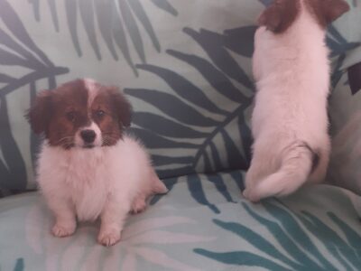 Papillon Miniature Jack Russell Puppies in Tallaght