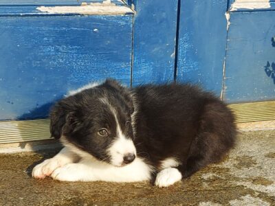 Wicklow Collie Puppies for Sale in Enniscorthy