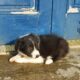 Beautiful Pure Bred Wicklow Collie Puppies