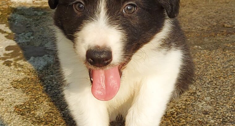 Beautiful Pure Bred Wicklow Collie Puppies