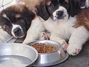 Saint Bernard Pups