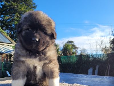 Caucasian Shepherd Puppies in Tipperary