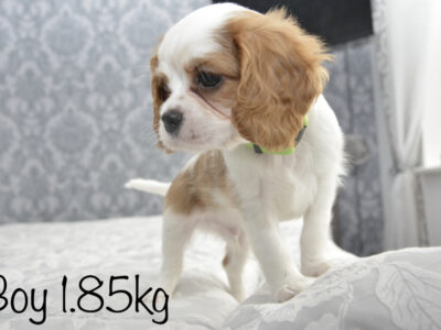 Cavalier King Charles Puppies in V35DY06
