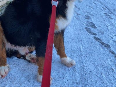 Bernese Mountain Dog in Dublin – Tri-Colored Pup