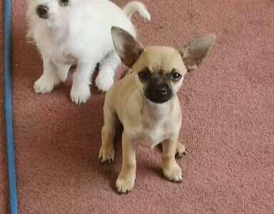 Chihuahuas for sale in Tralee – Playful Pups