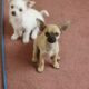 4 month old Chihuahuas for sale
