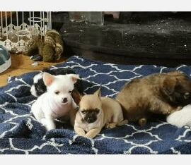 4 month old Chihuahuas for sale