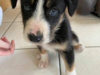 Friendly Collie x Puppies for Sale in Cavan