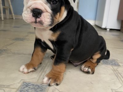 Olde English Bulldog Puppies in Dun Laoghaire