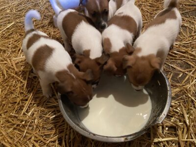 Jack Russell Puppies for Sale in Cork