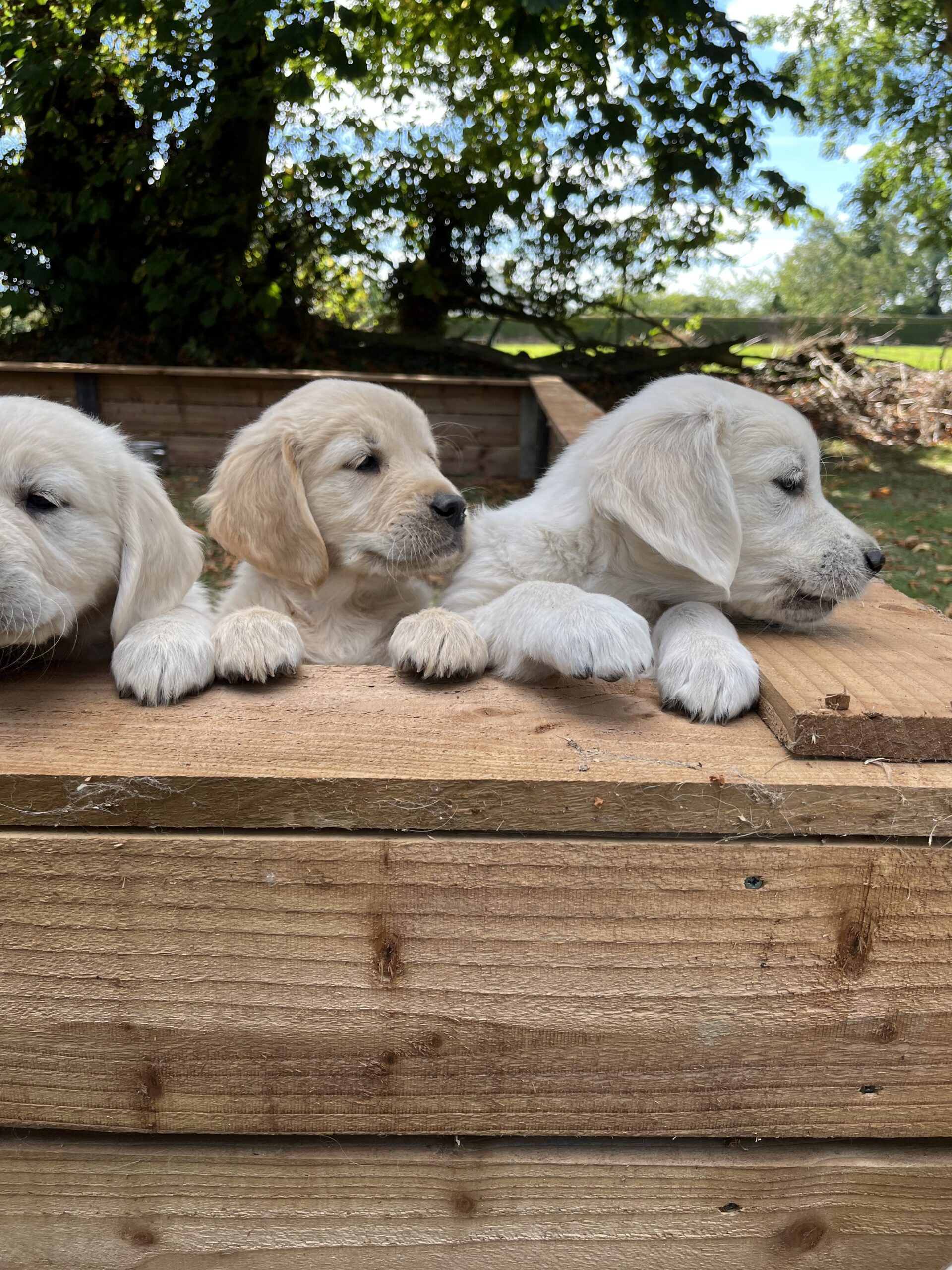 Golden Retriever Puppies For Sale In Tipperary Dogs For Sale Ireland