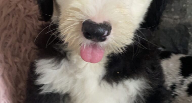 Old English x bearded collie puppies