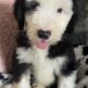 Old English x bearded collie puppies