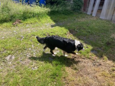 Sheepdog for Sale in Oldcastle – Fully Trained
