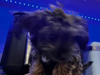 Chipoo Puppies for Sale in Dublin 16 – Healthy & Playful