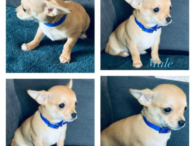 Chihuahua Puppies for Sale in Kells – Playful Fun