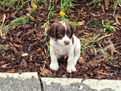 Springer Spaniel Puppies for Sale in Co Mayo