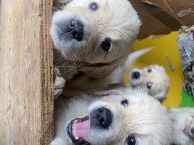 Golden Retriever Puppies for Sale in Loughrea