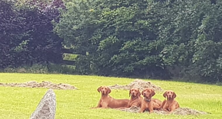 Purebred Hungarian Vizslas Pups for Sale