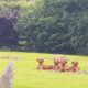 Purebred Hungarian Vizslas Pups for Sale