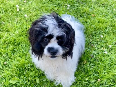 Shichon Puppy for Sale in Lucan – Family Friendly