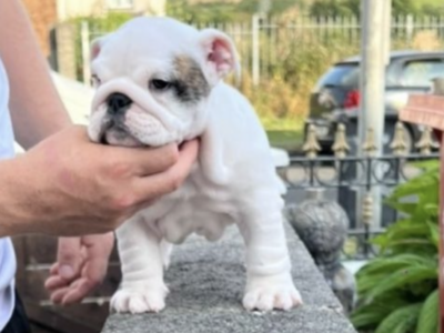 English Bulldog Puppies in Dublin – Pedigree